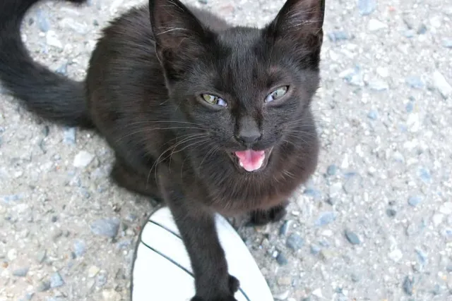 Attention Seeking Behavior in Cats: Vet-Reviewed Signs, Causes & What to Do