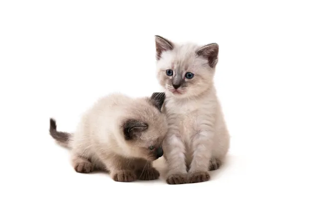 Siamese Kittens For Sale in New York: Breeders List 2026