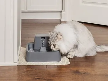 10 Best Cat Water Fountains in Canada in 2026 - Reviews & Top Picks