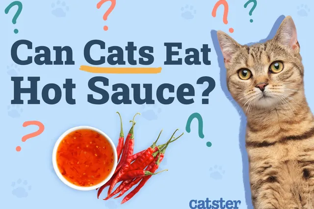 Can Cats Eat Hot Sauce? Vet-Verified Safety Guide