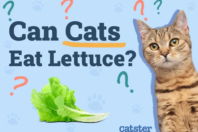 Can Cats Eat Lettuce? Vet-Verified Benefits & Precautions