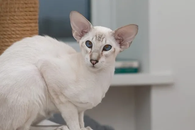 Colorpoint Shorthair Cat Breed Info, Pictures, Temperament & Traits
