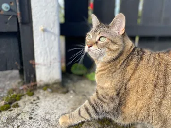 Slip, Slop, Slap: Feline Sunburn at a Glance