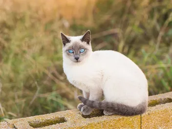 Siamese Cat Genetics: Does It Affect Siamese Behavior? Temperament Facts