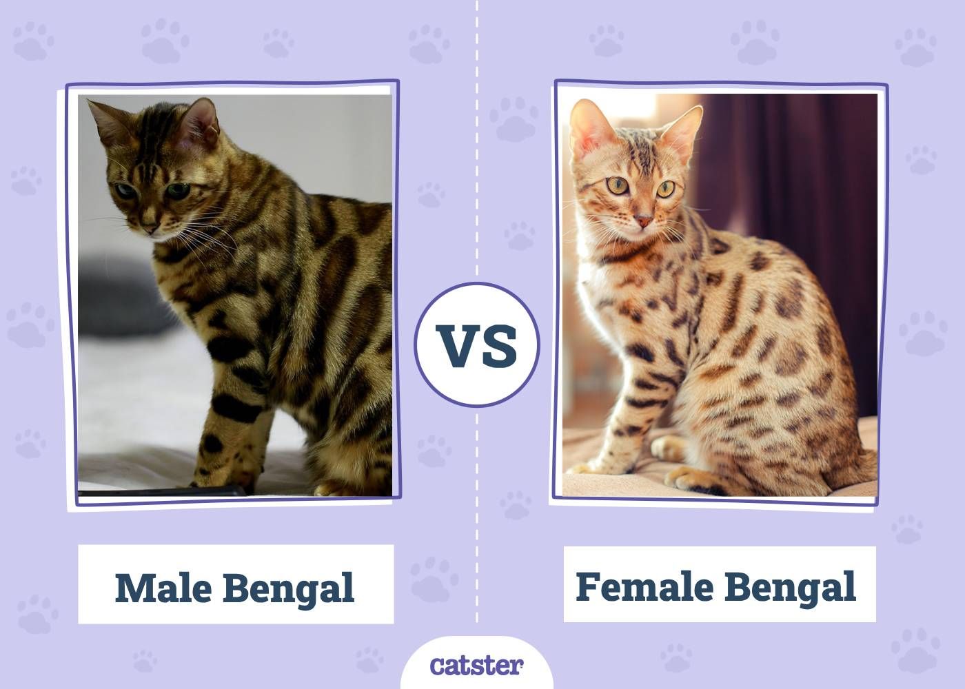 Male Bengal VS Female Bengal Cat