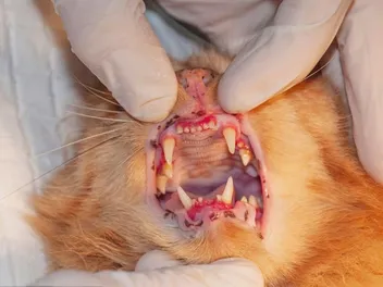 Mouth Cancer in Cats: Vet-Reviewed Signs & When to Euthanize