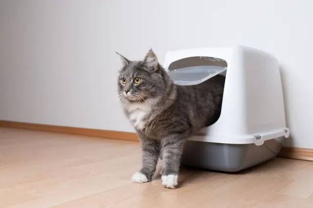 Why Is My Cat Missing the Litter Box? 11 Vet Reviewed Reasons & Advice