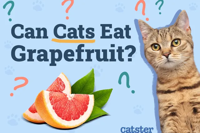 Can Cats Eat Grapefruit? Vet Approved Health Guide & FAQ