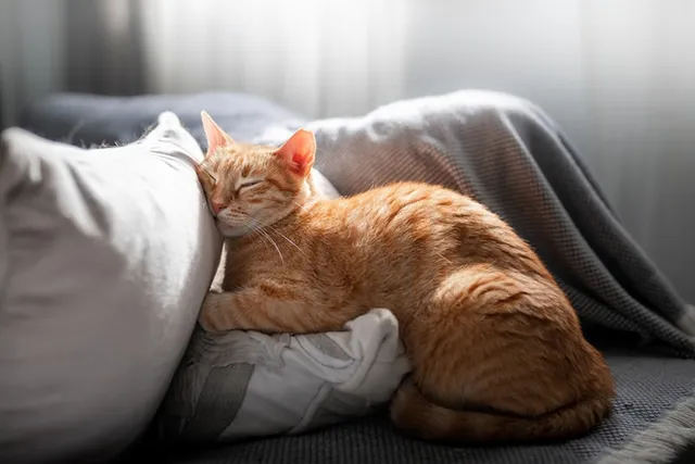 5 DIY Cat Pillow Plans You Can Make Today
