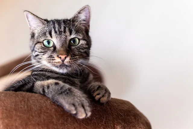 Domestic Shorthair Cat: Breed Info, Pictures, Traits & Facts