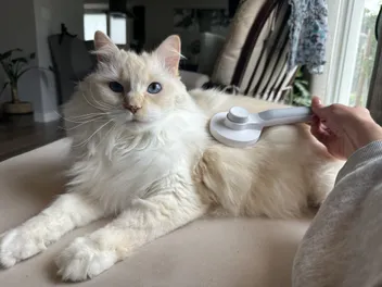 12 Best Cat Brushes for Shedding in 2026 - Reviews & Top Picks