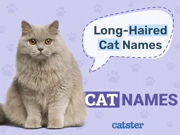 100+ Long-Haired Cat Names: Ideas for Soft & Fluffy Cats