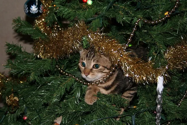10 Vet-Verified Cat-Safe Christmas Tree Alternatives (With Pictures)