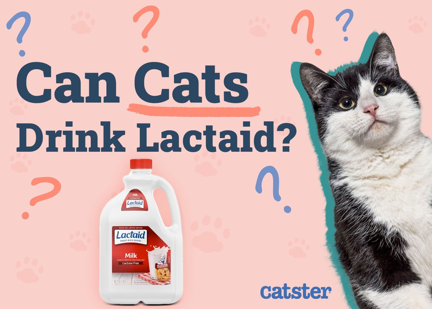 Can Cats Drink Lactaid
