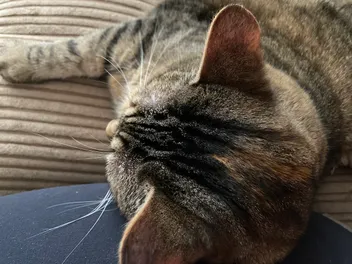 Cat Dogs: Cats for People Who Think They Don’t Like Cats