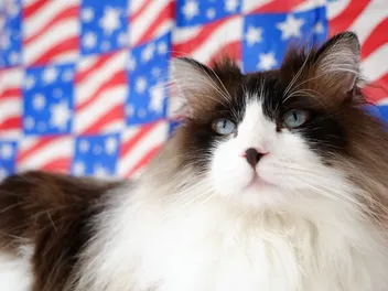 How to Keep Your Cat Calm & Safe This Fourth of July: 12 Vet-Approved Methods