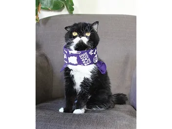 A Safe Place for Domestic Violence Survivors & Their Pets