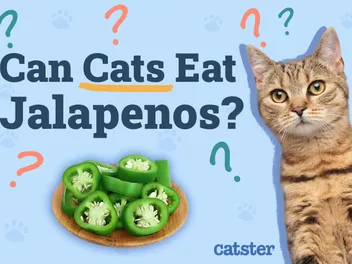 Can Cats Eat Jalapeños? Vet-Reviewed Facts & FAQ