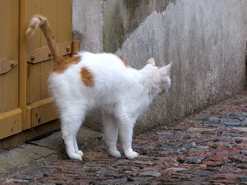 Do Cats Pee to Mark Territory? Vet-Reviewed Cat Behavior Explanation