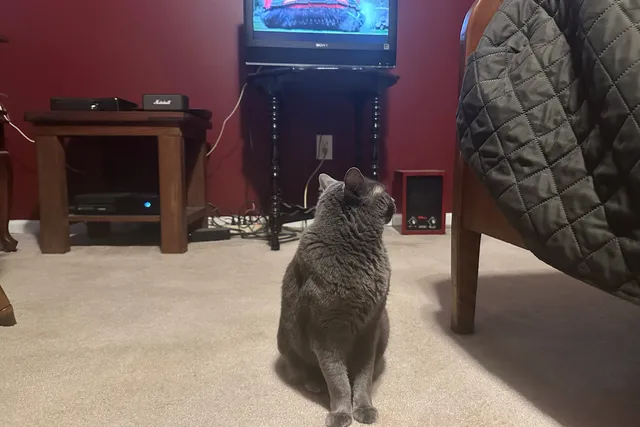 How Cats Respond to the Television: Olga’s Occasional Reactions