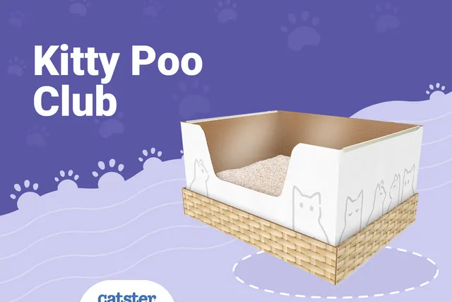 Kitty Poo Club Cat Litter Subscription Review 2026: Pros, Cons & Final Verdict