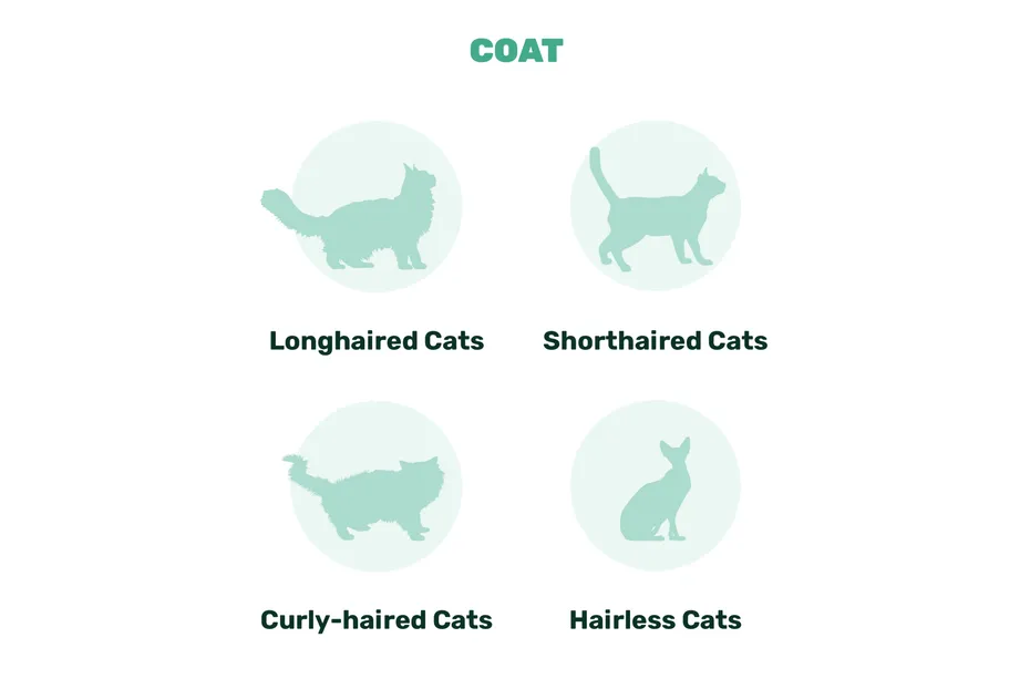 cat coats