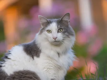 9 Bicolor Cat Patterns (With Info & Pictures)