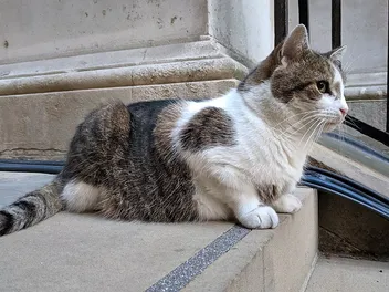 Who Is Larry the Cat? History & Facts of the British Prime Ministers’ Feline