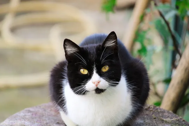 How Long Do Tuxedo Cats Live? Average Lifespan & Vet-Approved Care Tips