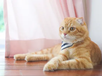 19 Scottish Fold Cat Colors & Patterns (With Pictures, Vet-Reviewed)