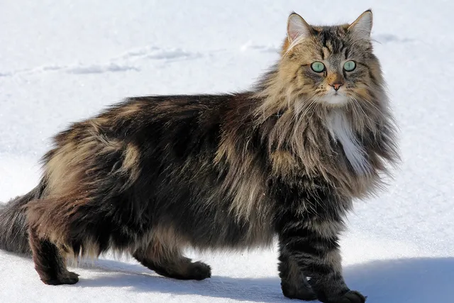 Norwegian Forest Cat: Info, Pictures, Facts, & Traits