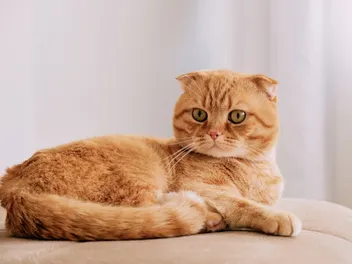 Scottish Fold Cat Breed Info: Pictures, Traits & Facts (Vet-Reviewed)