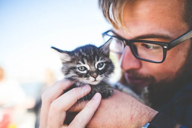 How to Find a Reputable Cat Breeder: 13 Vet-Reviewed Questions To Ask