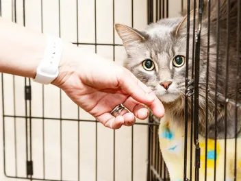How to Cat Sit: 11 Expert Tips