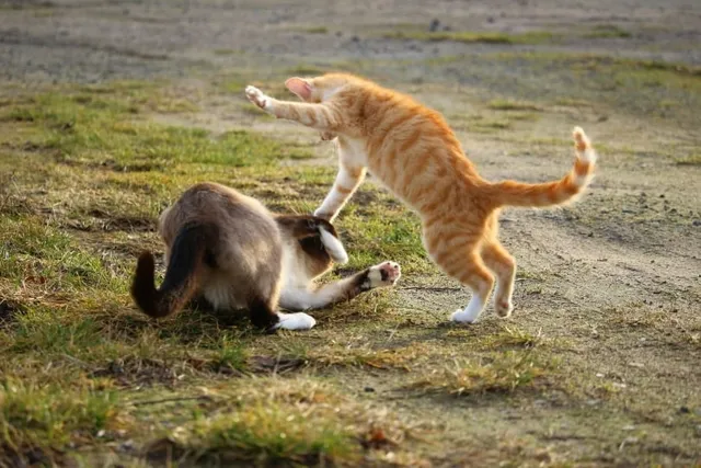 My Older Cat Is Playing Rough With My Cat, Is That Normal? Vet-Reviewed Facts & FAQ
