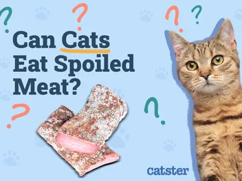 Can Cats Eat Spoiled Meat? Vet-Reviewed Facts & FAQs