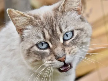 4 Richest Cats in the World (With Info & Pictures)