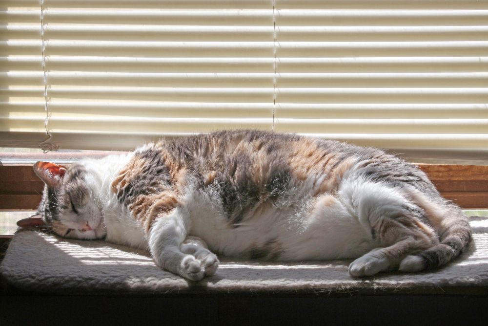 Fat Calico Cat Lying or sleeping on a Perch in the Window sunbathing