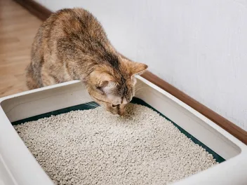 How Much Litter Should You Put in the Litter Box? Vet-Reviewed Facts & FAQ