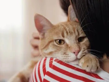 How to Evacuate With Cats: 7 Vet-Approved Tips on Preparing for Disaster