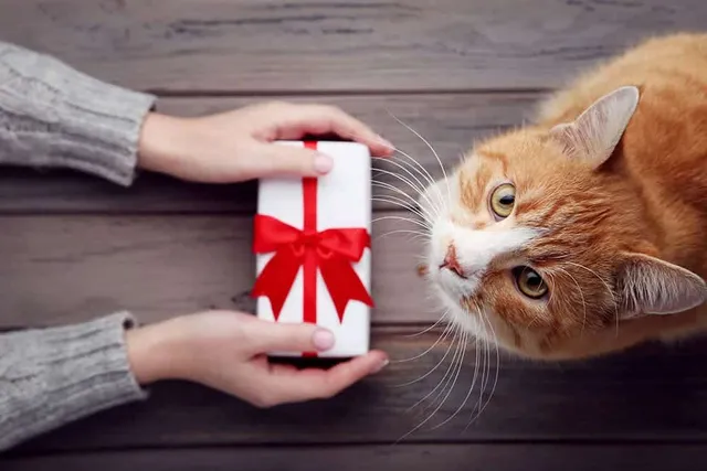 22 Amazing DIY Gifts for Cat Lovers You Can Create at Home (With Pictures)
