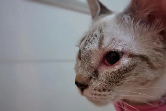 Can Cats Get Pink Eye? Vet Reviewed Facts & FAQ