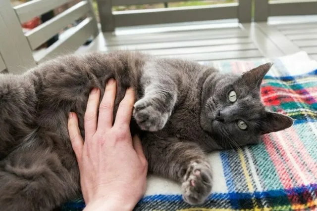 How to Tell if My Cat Has Worms? 5 Vet-Reviewed Signs