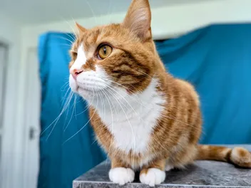 Alex - What Long Whiskers You Have!