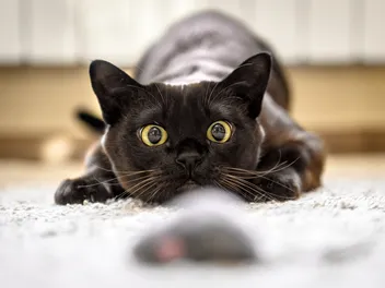 6 Strange Items Cats Like to Collect & Why (Vet-Reviewed Info)