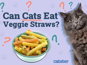 Can Cats Eat Veggie Straws? Vet-Verified Facts & FAQ