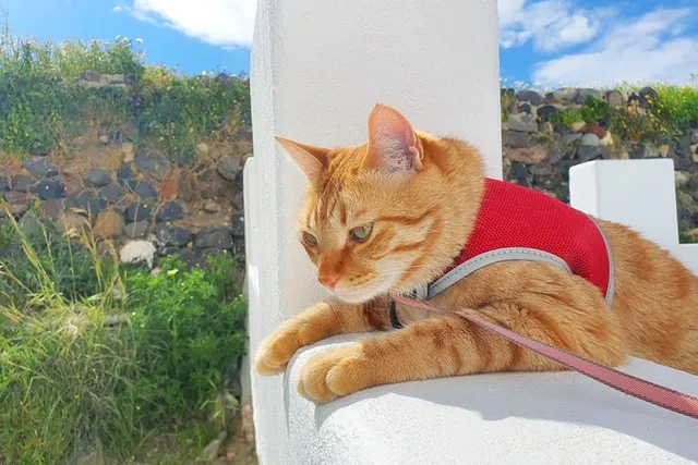 11 Free DIY Cat Harnesses You Can Make Today (With Pictures)