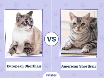 European Shorthair vs. American Shorthair: What’s the Difference? (With Pictures)