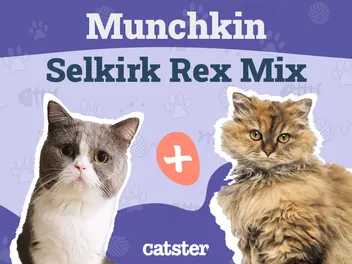 Lambkin Cat Breed Info: Pictures, Facts & Traits