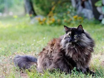 Tortoiseshell Norwegian Forest Cat: Info, Facts, Pictures & History